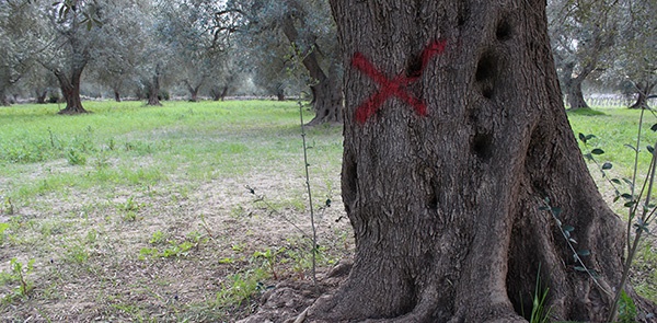 L'inganno Xylella